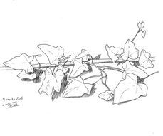 Sketch Ivy